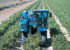 Harvesting Grapes